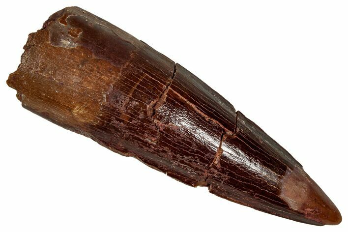 Fossil Spinosaurus Tooth - Real Dinosaur Tooth #350100